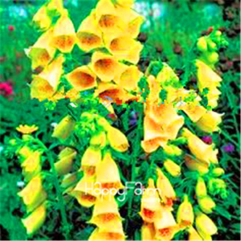 Fritillaria Foxglove Seeds - Potted Bonsai Garden Kit for DIY Home Planting | Premium Quality