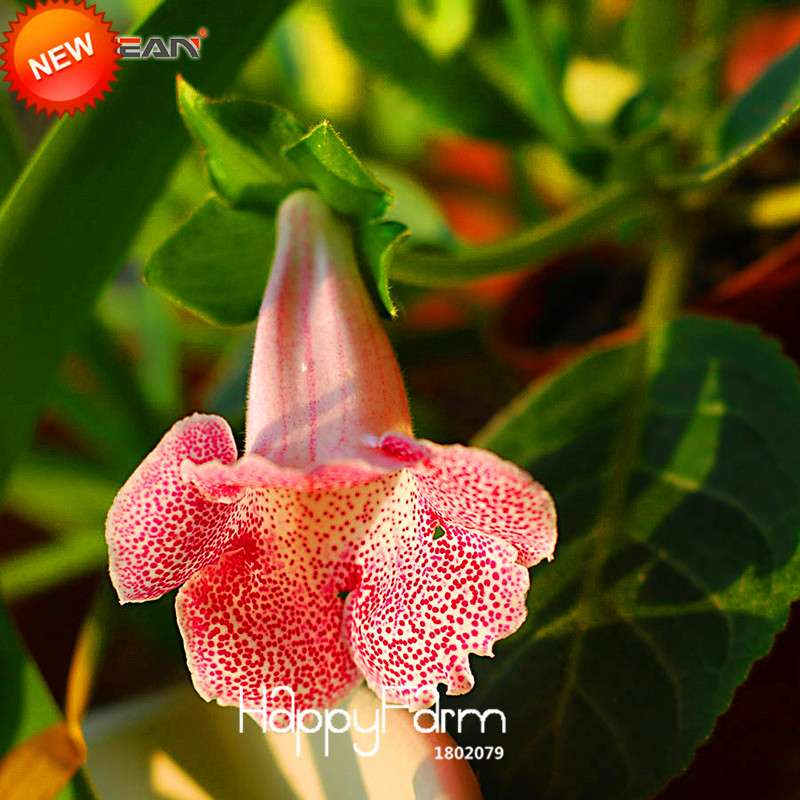 Gloxinia Seeds - Vibrant Perennial Sinningia Speciosa for Bonsai & Balcony Gardens - USA Grown