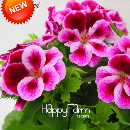 Maple Leaf Geranium Seeds - Perennial Pelargonium Flowers for Indoor Planting, Home Decor
