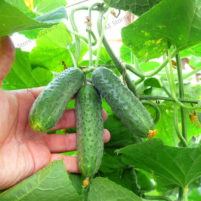 ORZEL Early Cucumber Seeds - Polish Variety, Fast-Growing, Ideal for Home Garden & Open Soil Planting