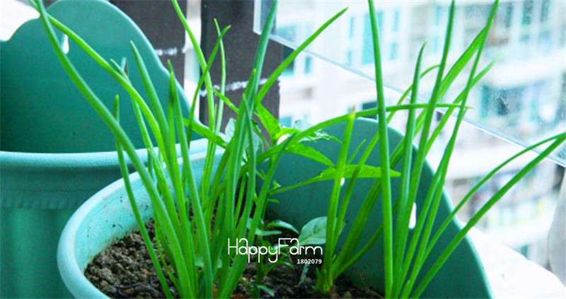 Fragrant Shallot Seeds for Small Balcony Gardens - Potted Vegetable Seed Pack, Perfect Gift for Home Growers