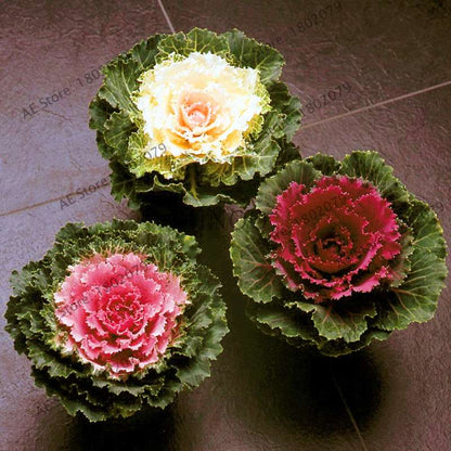 Organic Cabbage Flower Kale Seeds - Edible, Delicious & Ornamental Plants for Home Garden & Bonsai