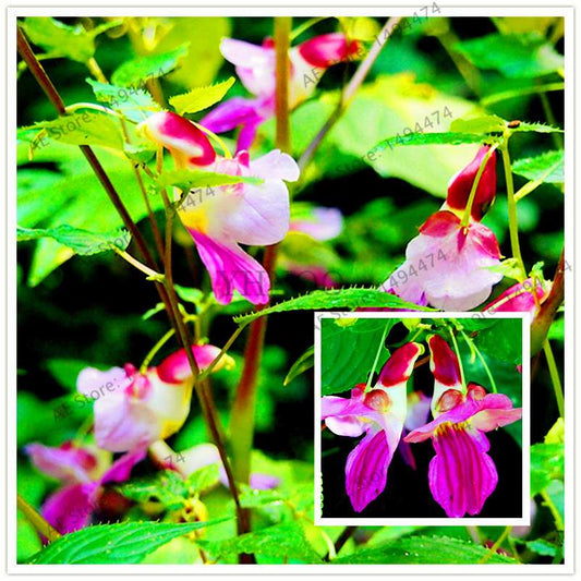 Rare Japanese Colorful Parrot Orchid Seeds - Exotic High-Grade Bonsai & Blooming Plants for Sale