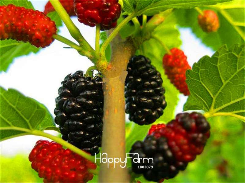 Black Mulberry Seeds for Planting - Grow Your Own Morus Nigra Tree, DIY Home Bonsai & Garden