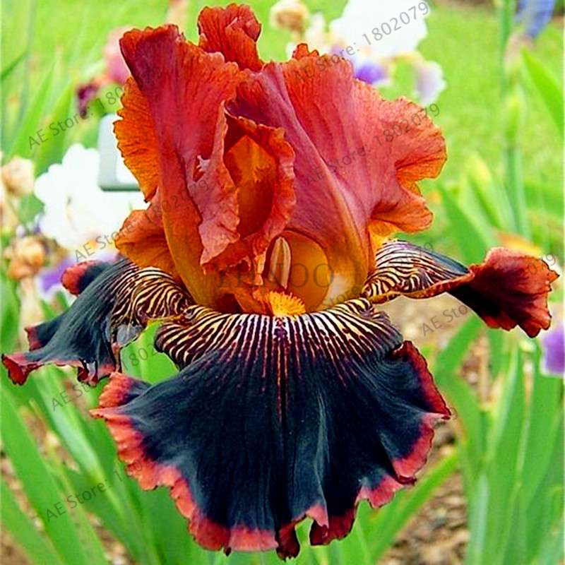 Mixed Color Bearded Iris Seeds - Rare Orchid-Like Flowers for Garden Planting, DIY Home Gardening
