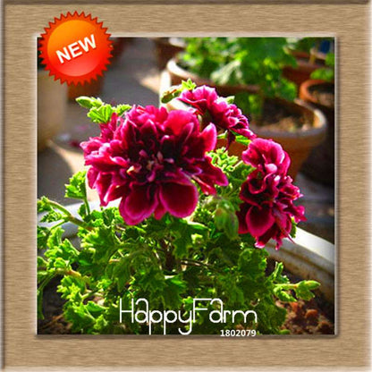 Pelargonium Peltatum Seeds - Geranium Flower Seeds, 17 Colors, Perennial Blooms for Garden & Containers