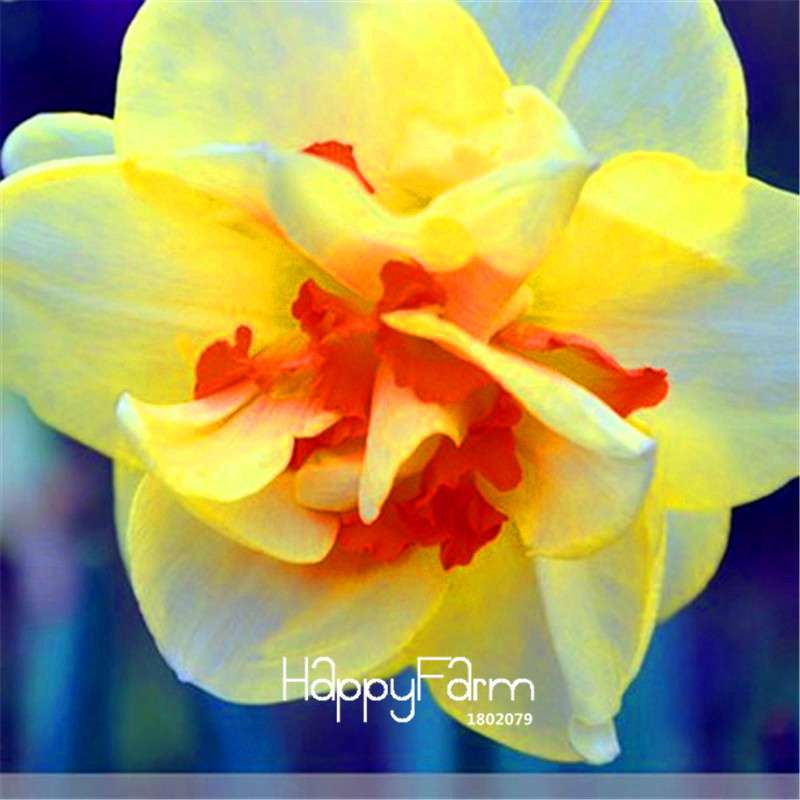 Double Petal Pink Daffodil Bonsai Seeds - Aquatic Plant Seeds for Home Garden