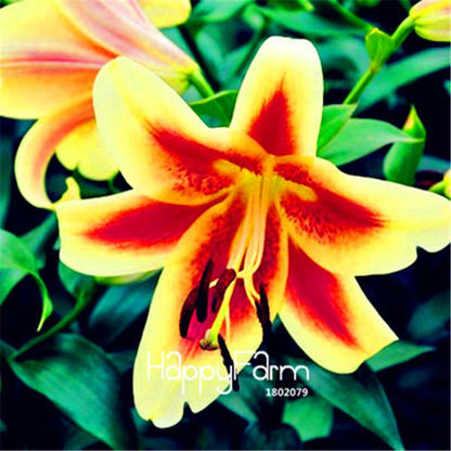 Lily Flower Seeds - Easy to Grow Bonsai Plants for Home & Garden | Fast Blooming