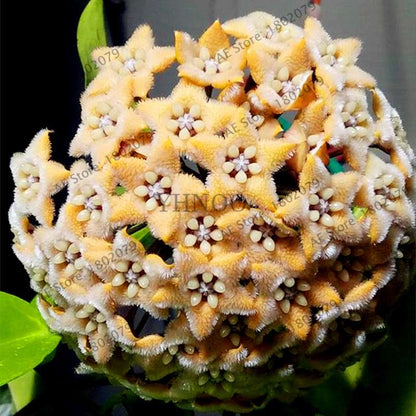 24 Color Hoya Carnosa Seeds - Rare Perennial Bonsai Plant for Home Garden