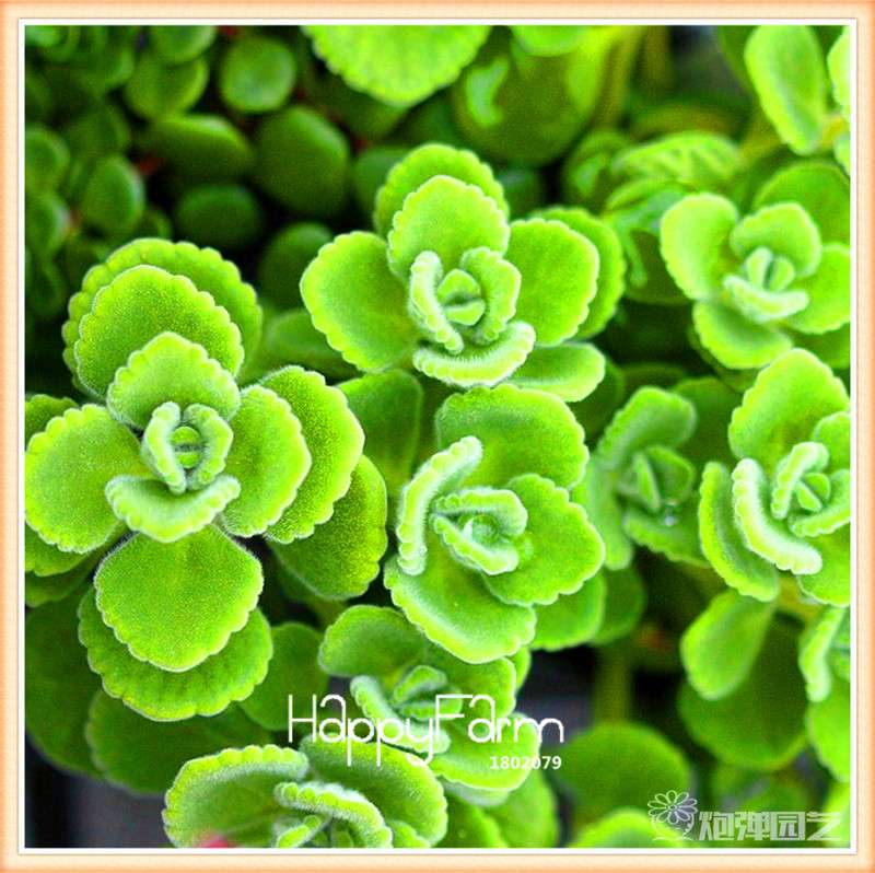 Lithops Seeds - 99 Varieties, Succulent & Bonsai Plants for Office - Fast Shipping & High Germination Rate