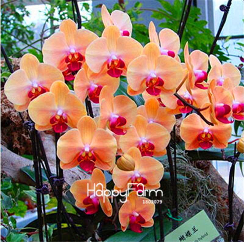 Phalaenopsis Orchid Seeds - Premium Bonsai Flower Seeds for Home & Indoor Garden Planting