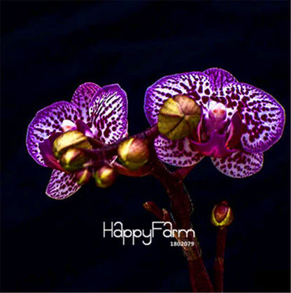 Phalaenopsis Orchid Seeds - Premium Bonsai Flower Seeds for Home & Indoor Garden Planting