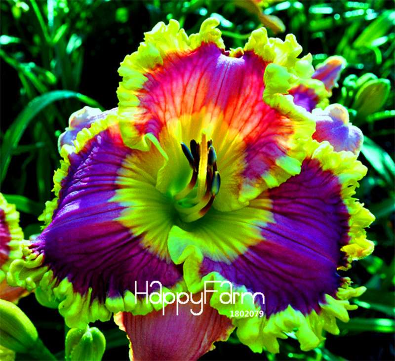Hybrid Daylily Seeds - Colorful Hemerocallis Lily for Home Garden & Bonsai | Fast-Growing Flower Seeds