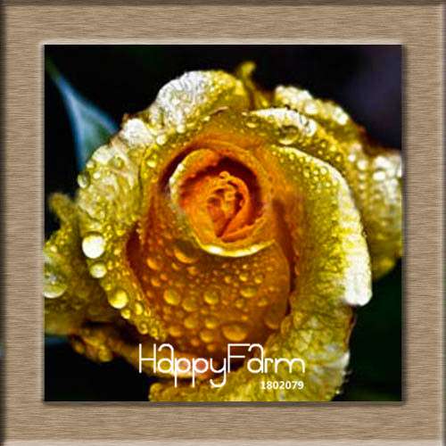 Premium White Black Edge Rose Seeds - for Home Garden & Balcony Planting | Rare Potted Rose Flowers