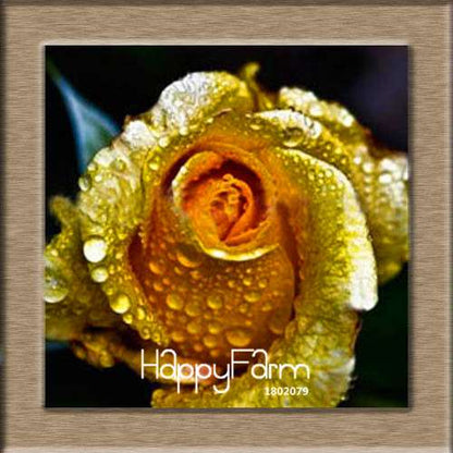 Premium White Black Edge Rose Seeds - for Home Garden & Balcony Planting | Rare Potted Rose Flowers