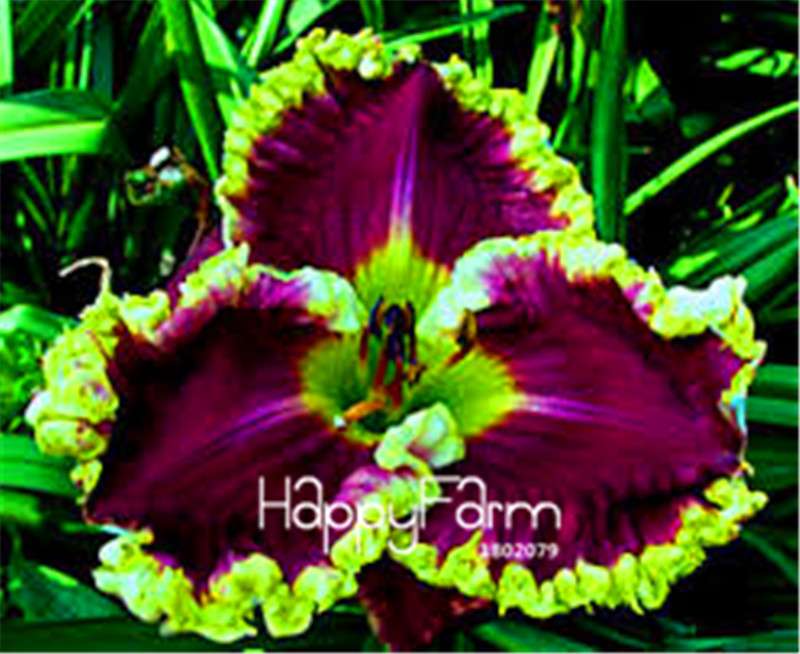 Hybrid Daylily Seeds - Colorful Hemerocallis Lily for Home Garden & Bonsai | Fast-Growing Flower Seeds
