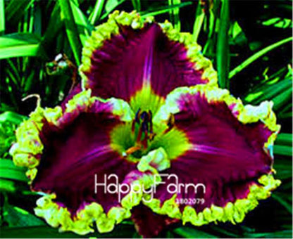 Hybrid Daylily Seeds - Colorful Hemerocallis Lily for Home Garden & Bonsai | Fast-Growing Flower Seeds