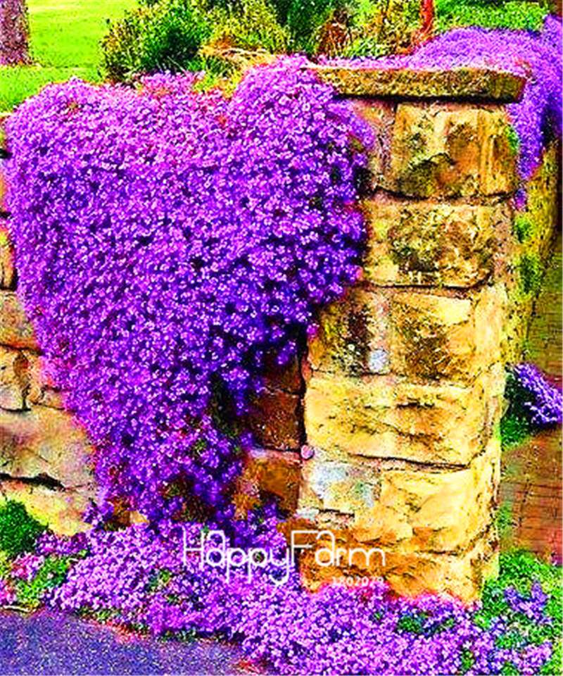 Rock Cress Seeds - Perennial Ground Cover Flowers for Home Garden | Fast-Growing & Low Maintenance