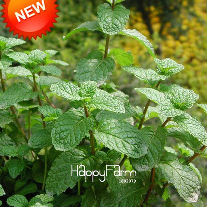 Fragrant Mint Seeds for DIY Home Garden - Balcony Potted Herb, Aromatic Plant & Perfume