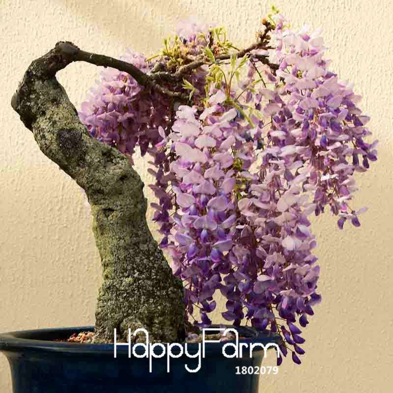 Rare Mini Bonsai Wisteria Seeds - Indoor Plants for Home & Garden - Fast US Shipping