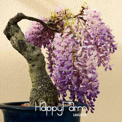 Rare Mini Bonsai Wisteria Seeds - Indoor Plants for Home & Garden - Fast US Shipping