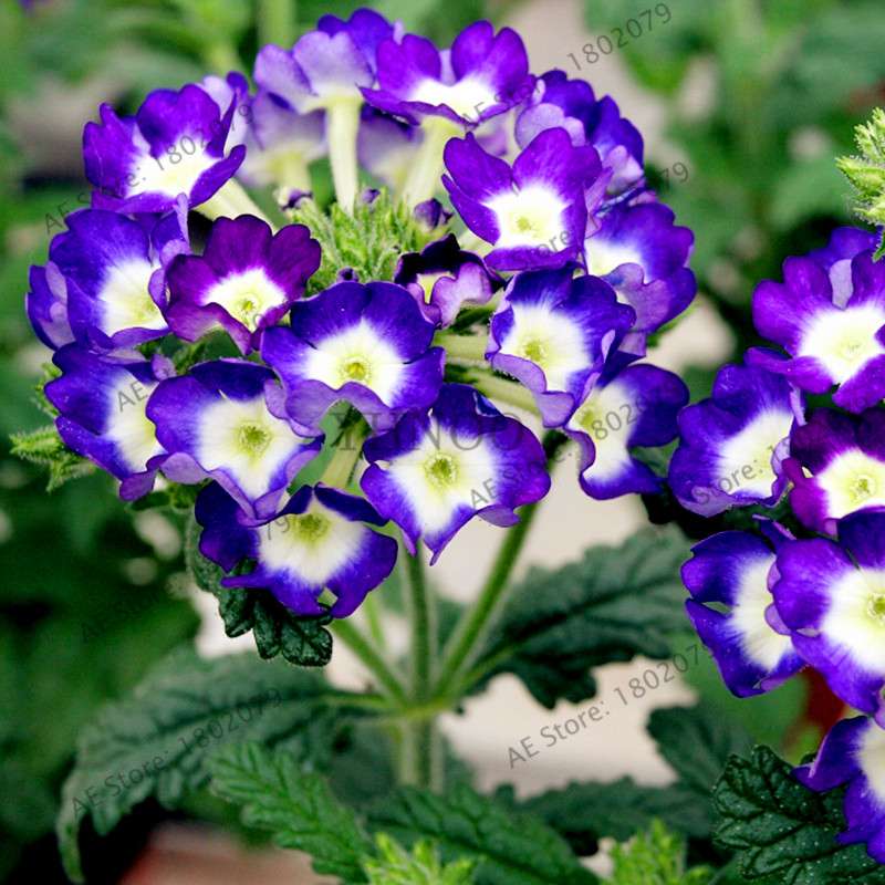 Mixed Color Verbena Hybrida Seeds - Easy to Grow Bonsai Flowers for Home & Garden Planting