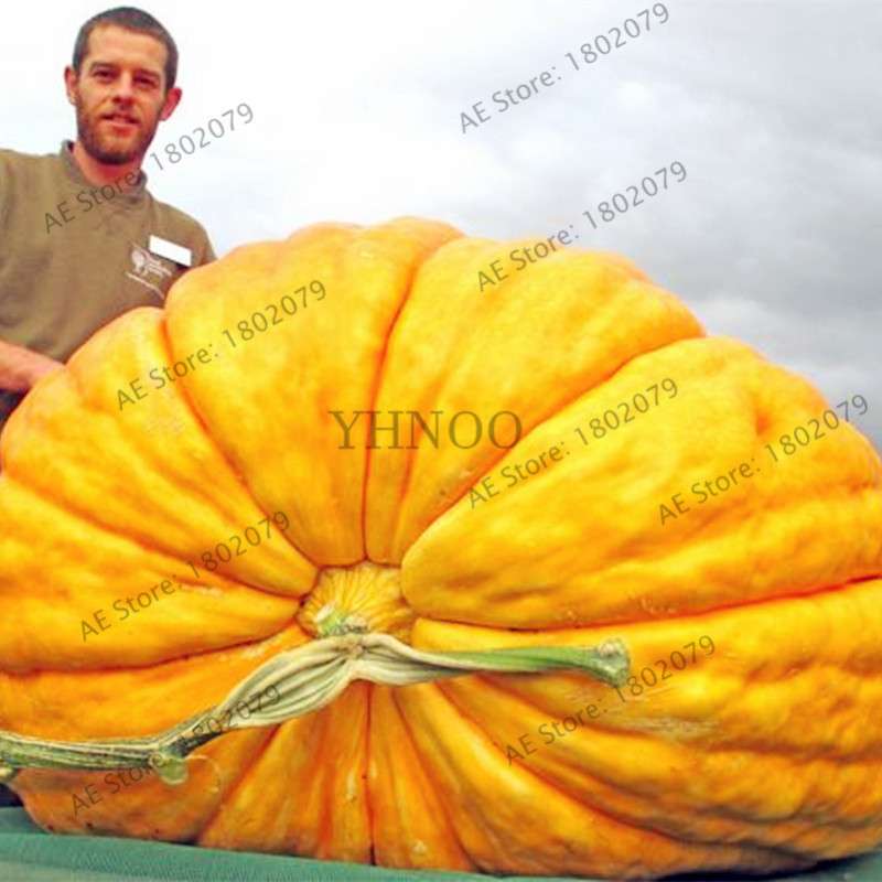 Giant Pumpkin Seeds for Planting - Jumbo US Variety, Home Garden Vegetable Seeds, Fast Growth