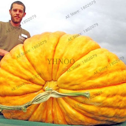 Giant Pumpkin Seeds for Planting - Jumbo US Variety, Home Garden Vegetable Seeds, Fast Growth