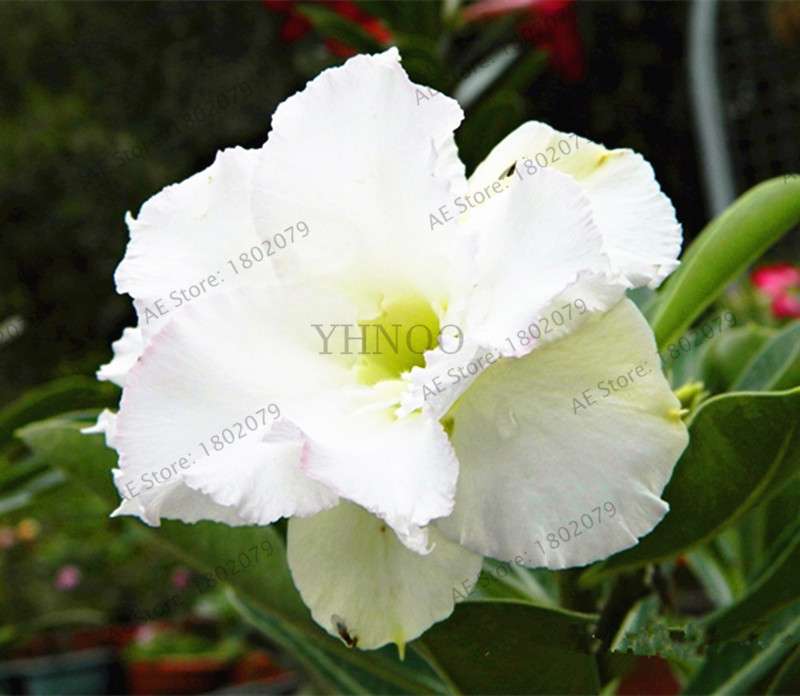 Exotic Mixed Colors Desert Rose Seeds - Fire Red Heart Bonsai, for Home Garden