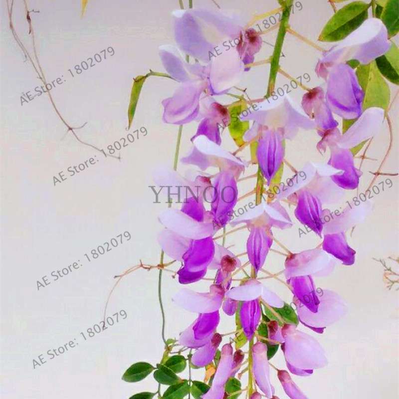 Rare Red Wisteria Seeds - Bonsai Tree Kit for Indoor Home Decor | Easy-Grow Mini Bonsai Plants
