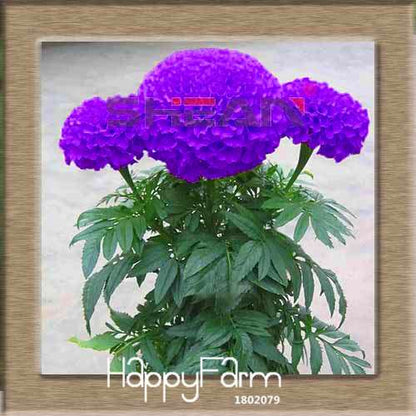 11 Varieties Maidenhair Herb & Marigold Flower Seeds - for Potted Garden