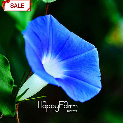 Types Ipomoea Nil Seeds - Chinese Morning Glory Flowers, Fast US Shipping