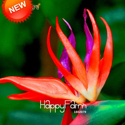 Bird of Paradise Seeds (Strelitzia) - | Exotic Perennial Flower Seeds for Garden