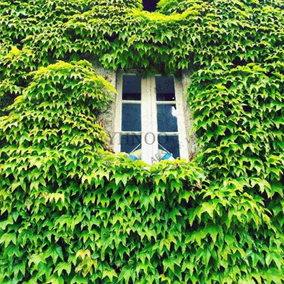 Green Boston Ivy Seeds - Easy Grow DIY Garden Plants for Outdoor & Home Planting - Fast Shipping