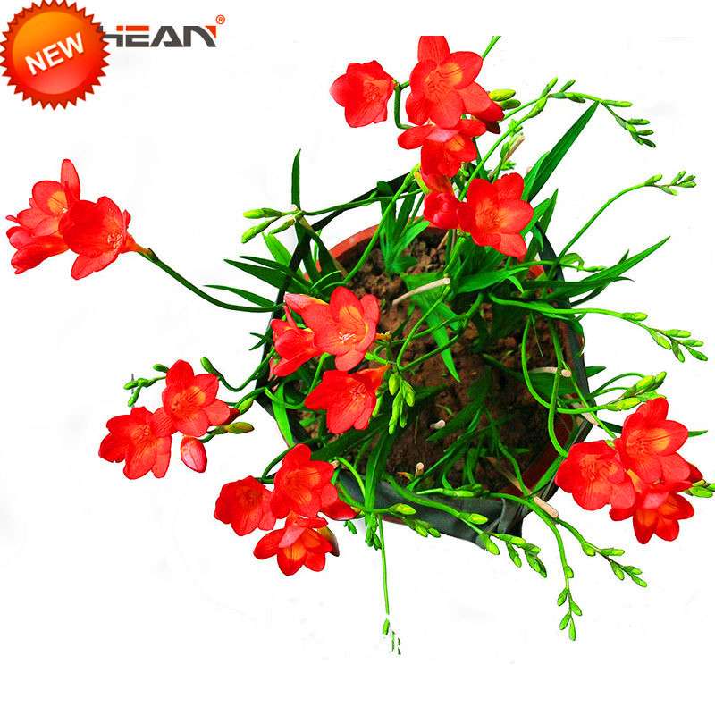 Buy Red Freesia Seeds - Perennial Flower Seeds for Garden & Pots | Free Shipping