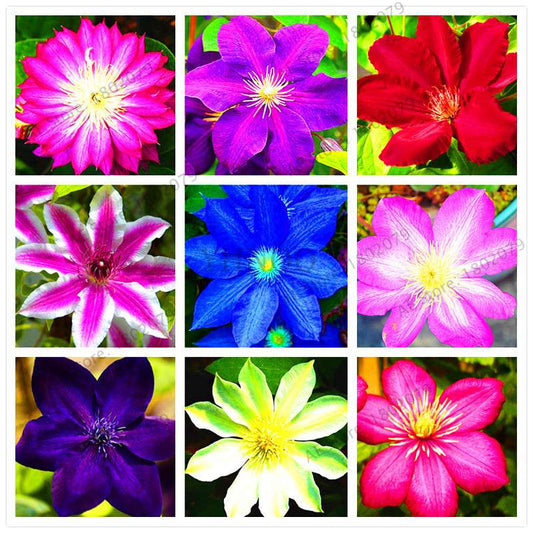 Mixed Clematis Seeds - Easy to Grow Beautiful Bonsai Flowers for Home Garden (Limited Time Offer)