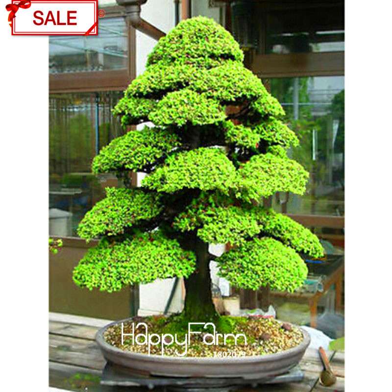 Cedar Bonsai Tree Seeds - DIY Home Garden Planting Kit for Beginners - Cedrus