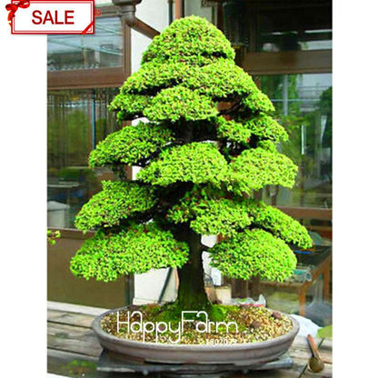 Cedar Bonsai Tree Seeds - DIY Home Garden Planting Kit for Beginners - Cedrus
