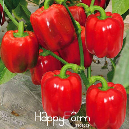 Mixed Garden Vegetable Seeds - 13 Varieties Including Colorful Red, Yellow, Green, Purple, Black & White Peppers
