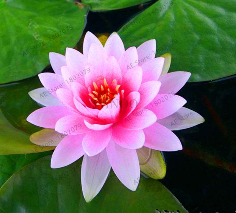 Lotus Flower Seeds - Aquatic Water Lily Plants for Home Garden Planting