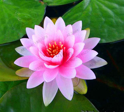 Lotus Flower Seeds - Aquatic Water Lily Plants for Home Garden Planting