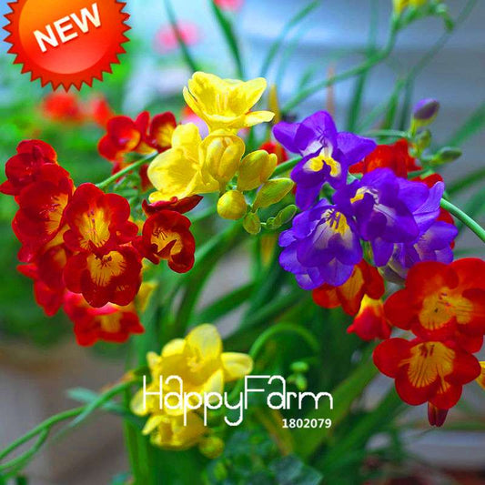 Freesia Seeds - Fragrant, Colorful Flowers for Your Garden | Easy to Grow