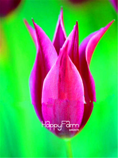 Dutch Tulip Flower Seeds - Potted Bonsai for Home & Garden Planting