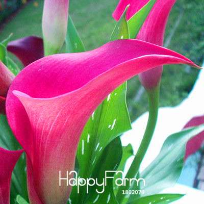 18 Color Rare Calla Lily Seeds - High Germination Rate, Fast US Shipping