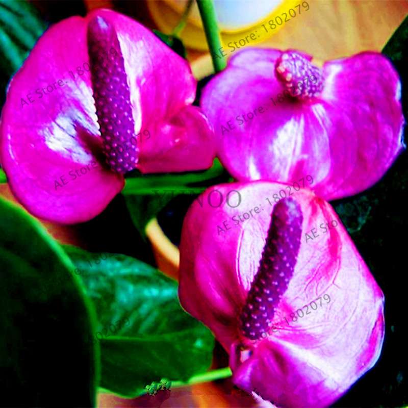 Anthurium Seeds - Colorful Bonsai Flower Seeds for Home Garden, Balcony DIY Planting (Andraeanum)