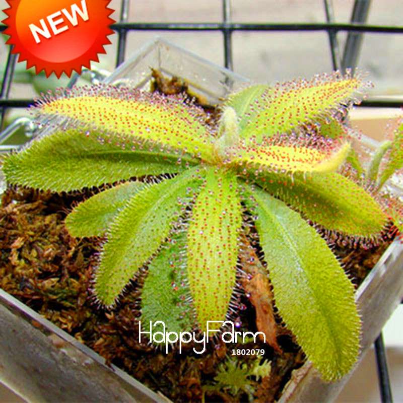 Sundew Seeds - Rare Carnivorous Bonsai Plants, Fresh & Novelty Garden Seeds for Home Gardening