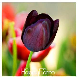 Hydroponic Tulip Bonsai Seeds - Grow Blooming Indoor Flowers, Not Bulbs