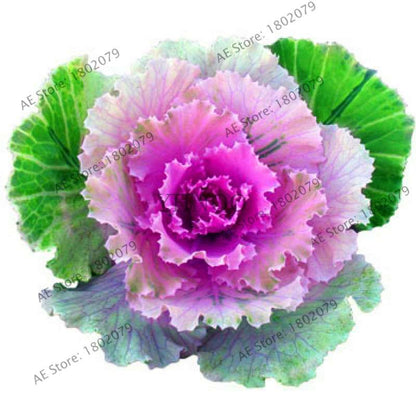 Organic Cabbage Flower Kale Seeds - Edible, Delicious & Ornamental Plants for Home Garden & Bonsai