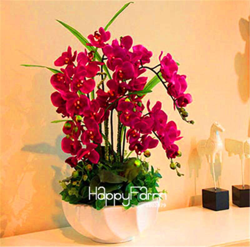 Phalaenopsis Orchid Seeds - Premium Bonsai Flower Seeds for Home & Indoor Garden Planting