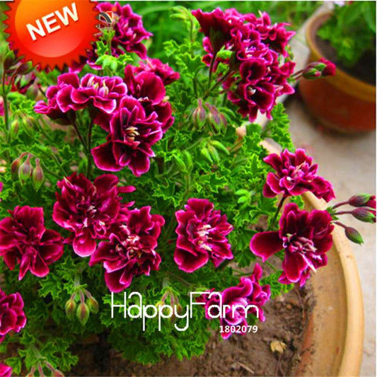 Geranium Seeds - Crimson Flower Petals, Perennial Pelargonium Peltatum for Garden Planting